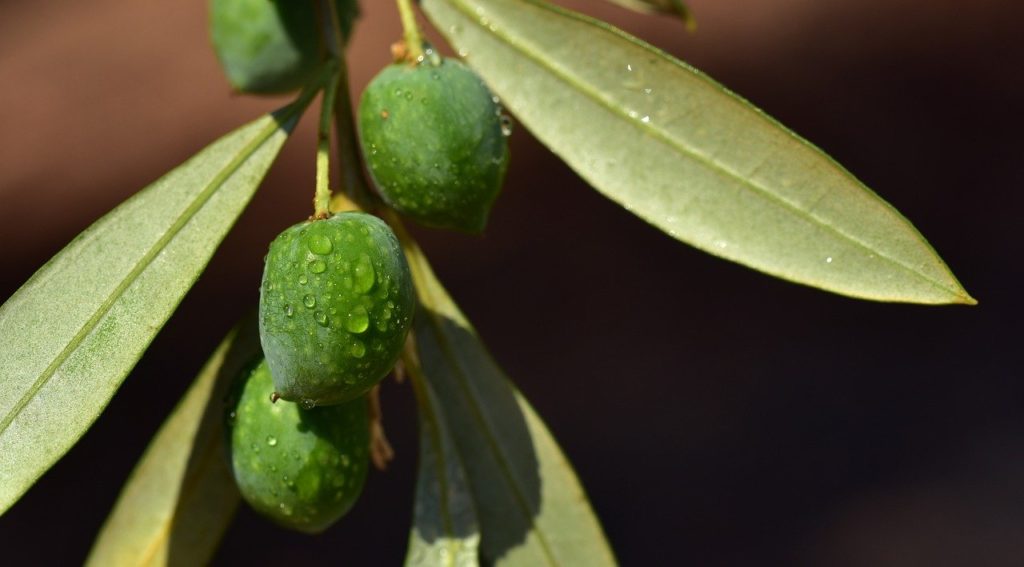 olives, olive branch, olive tree'